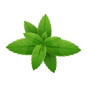 pepermint